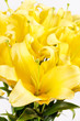 Beautiful lilies Beautiful lilies