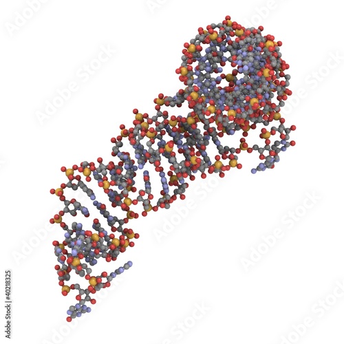 Illustration: transfer RNA (tRNA) molecule transfer RNA (tRNA) molecule