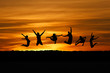 silhouette of friends jumping in sunset at beach silhouette of friends jumping in sunset at beach