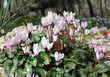 Photo: White and pink cyclamens White and pink cyclamens