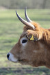 Foto: heckrinder 44 heckrinder 44