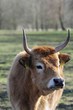 Foto: heckrinder 49 heckrinder 49