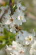 les abeilles au printemps