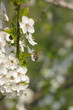 fleurs et abeilles du printemps
