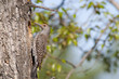 northern flicker