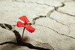 red flower growing out of cracks in the earth