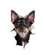 toy terrier dog in paper side torn hole isolated