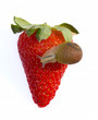 Fragola con lumaca su fondo bianco, meraviglia naturale