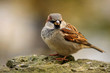 sparrow