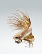 betta fish, siamese fighting fish