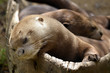 Portrait of giant otter (Pteronura brasiliensis)