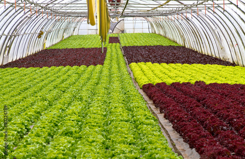 Photo: Salatanbau Salatanbau