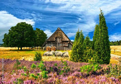 Photo: Heidschnucken mit Schafstall, HDR Heidschnucken mit Schafstall, HDR