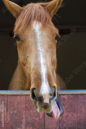 Photo: Cheval qui tire la langue Cheval qui tire la langue