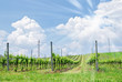 cloudy sky with sun over vineyard cloudy sky with sun over vineyard