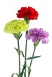 three multicolor carnations