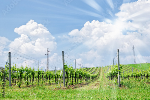 Foto: cloudy sky with sun over vineyard cloudy sky with sun over vineyard