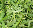 green arugula, isolatedon the white