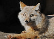Steppenfuchs 2