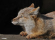 Steppenfuchs im Seitenprofil