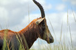 Antlope