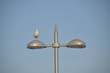 Gaviota en la farola. El Rompido.