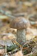 Fall mushrooms in the forest Fall mushrooms in the forest
