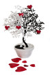 Concept the Feng shui