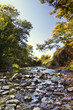 acacia trees and river stream