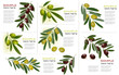 Set of backgrounds with green and black olives.