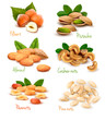 Big collection of ripe nuts. Vector