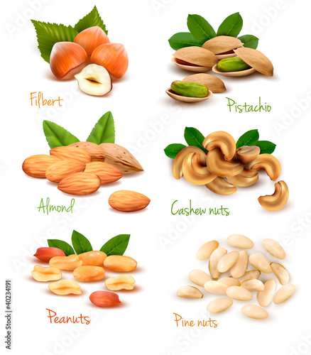 Vector: Big collection of ripe nuts. Vector Big collection of ripe nuts. Vector