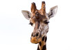 Giraffe in the wildlife park