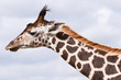 Giraffe in the wildlife park