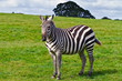 Zebras in the wildlife park