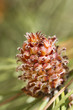Eastern White Pine tree