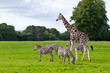 Zebras and giraffe in the wildlife park Zebras and giraffe in the wildlife park