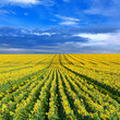 Field of sunflowers