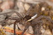 Raft spider, dolomedes fimbriatus om ground, extreme close-up Raft spider, dolomedes fimbriatus om ground, extreme close-up