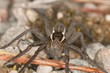 Raft spider, dolomedes fimbriatus om ground, extreme close-up Raft spider, dolomedes fimbriatus om ground, extreme close-up