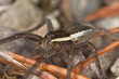 Raft spider, dolomedes fimbriatus om ground, extreme close-up Raft spider, dolomedes fimbriatus om ground, extreme close-up