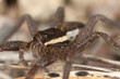 Raft spider, dolomedes fimbriatus om ground, extreme close-up Raft spider, dolomedes fimbriatus om ground, extreme close-up