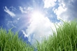 Foto: Sunny blue sky and grass Sunny blue sky and grass