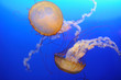 Chrysaora fuscescens jellyfish