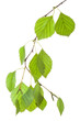 Birch twig in backlight