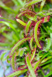 Drosera aliciae known as Sundew