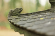 Gargouille sur un temple chinois