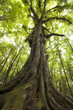 Foto: vertical photo of an old tree in a green forest vertical photo of an old tree in a green forest