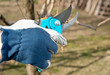 pruning