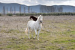 Horses in a rural landscape